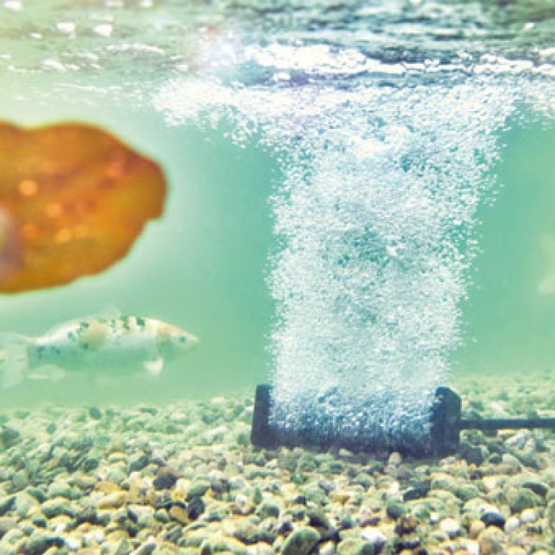 Air Stone Air Stone