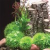 Aquatic Topiary Plant With Daisy