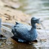 Water Spouts Duck