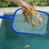 Leaf Skimmer
