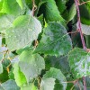 Sauna Aroma Birch 400ml Sauna Aroma Birch 400ml