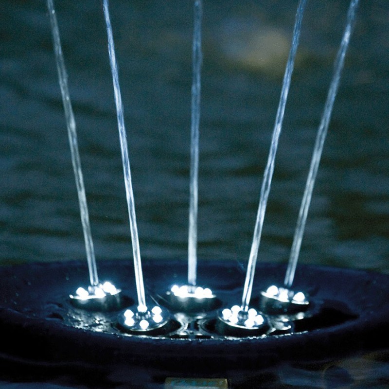 Water Starlet Water Starlet